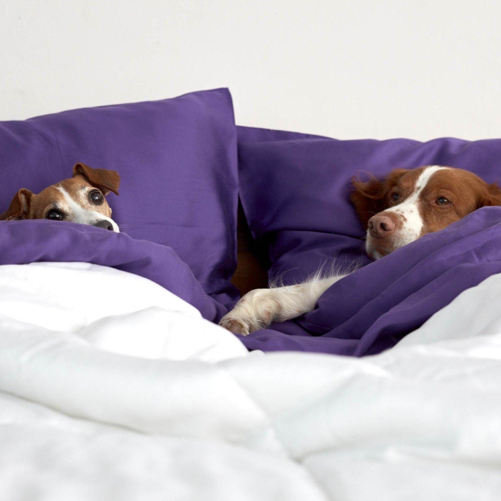 Eucalyptus Sheets - Vegan Indulgence