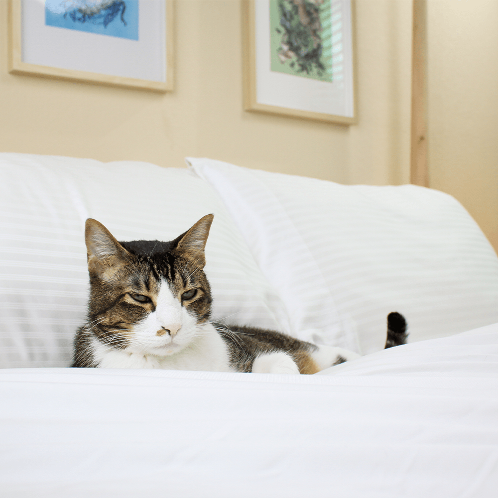 Eucalyptus Sheets - Vegan Indulgence