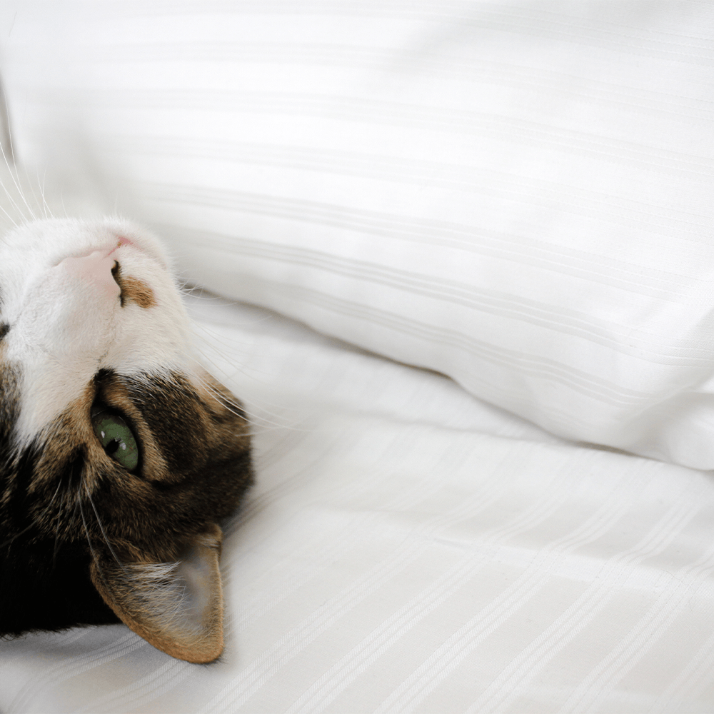 Eucalyptus Sheets - Vegan Indulgence