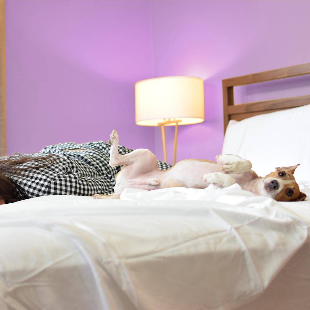Eucalyptus Sheets - Vegan Indulgence